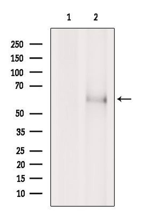 SLC24A4 Antibody in Western Blot (WB)