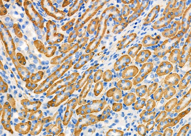 ATP1A2 Antibody in Immunohistochemistry (Paraffin) (IHC (P))