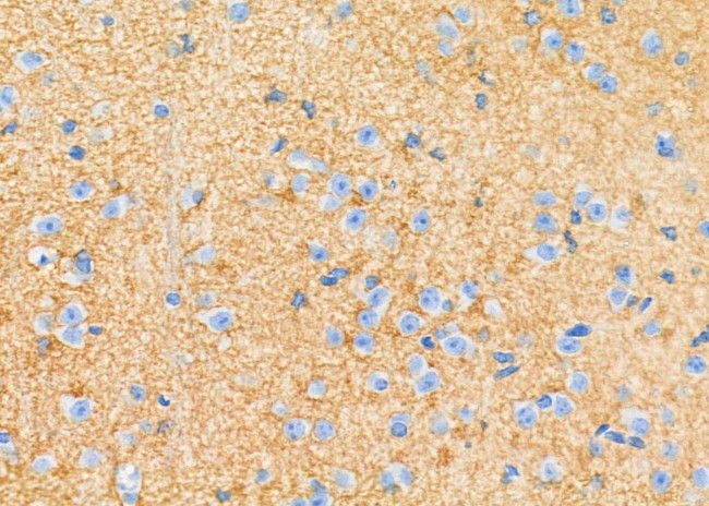 ATP1A2 Antibody in Immunohistochemistry (Paraffin) (IHC (P))