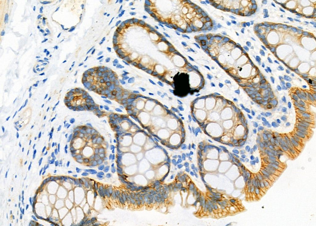 ATP1A2 Antibody in Immunohistochemistry (Paraffin) (IHC (P))