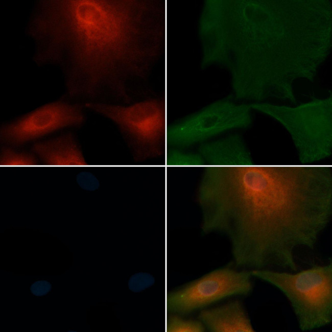 SLC4A8/SLC4A10 Antibody in Immunocytochemistry (ICC/IF)