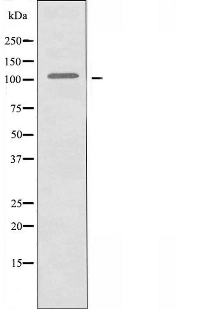 SFRS8 Antibody in Western Blot (WB)