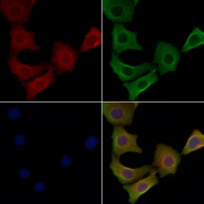 STMN4 Antibody in Immunocytochemistry (ICC/IF)