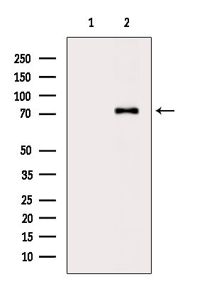 UBASH3A Antibody in Western Blot (WB)