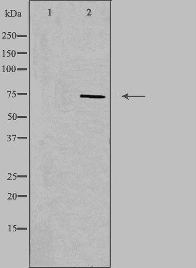 CD6 Antibody in Western Blot (WB)