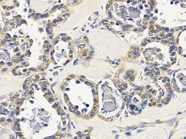 TSSK4 Antibody in Immunohistochemistry (Paraffin) (IHC (P))