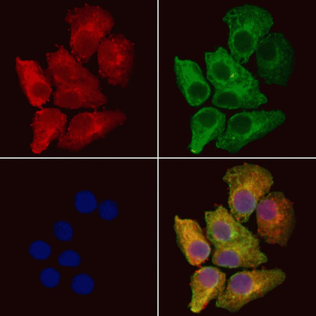 USP19 Antibody in Immunocytochemistry (ICC/IF)