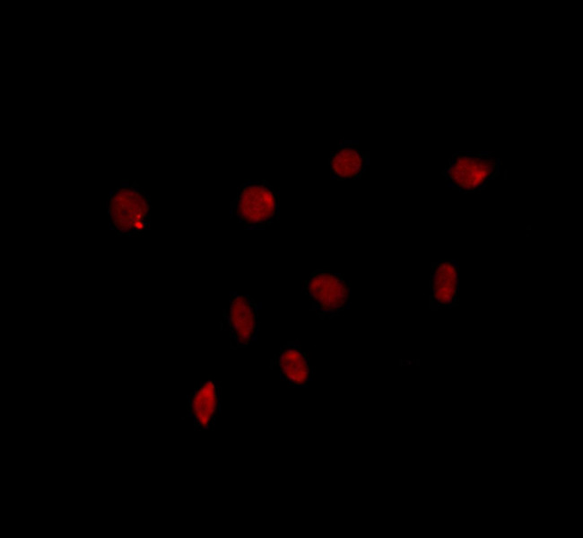 USP43 Antibody in Immunocytochemistry (ICC/IF)