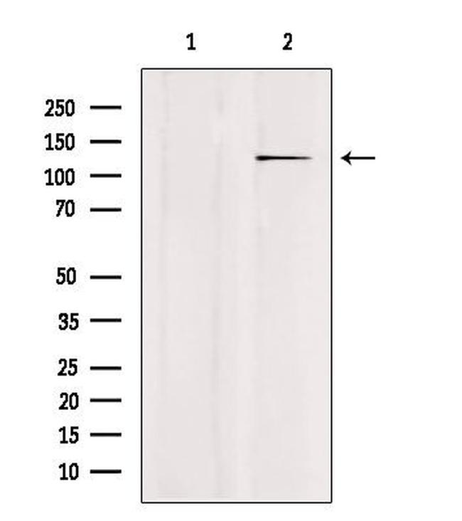 USP43 Antibody in Western Blot (WB)