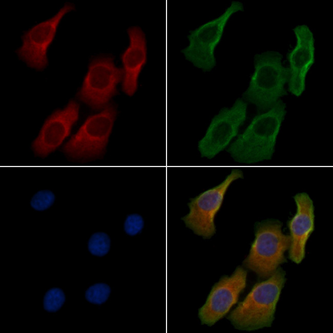 UBAC1 Antibody in Immunocytochemistry (ICC/IF)