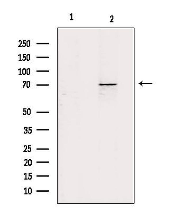 ZP1 Antibody in Western Blot (WB)