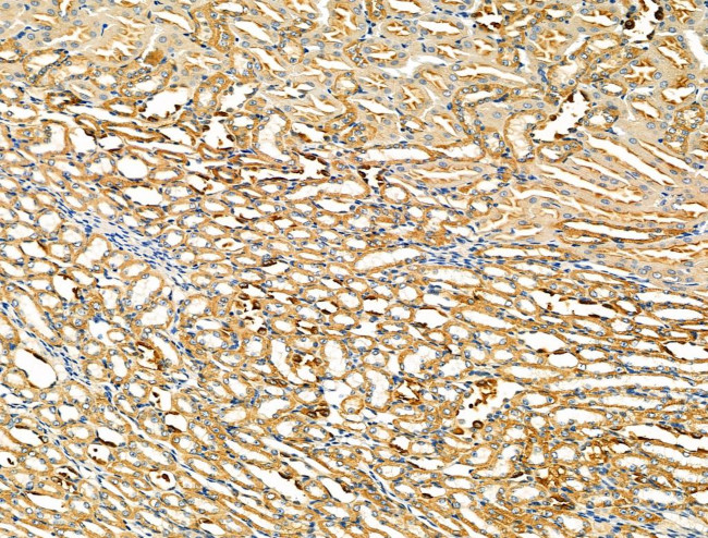 ZP4 Antibody in Immunohistochemistry (Paraffin) (IHC (P))