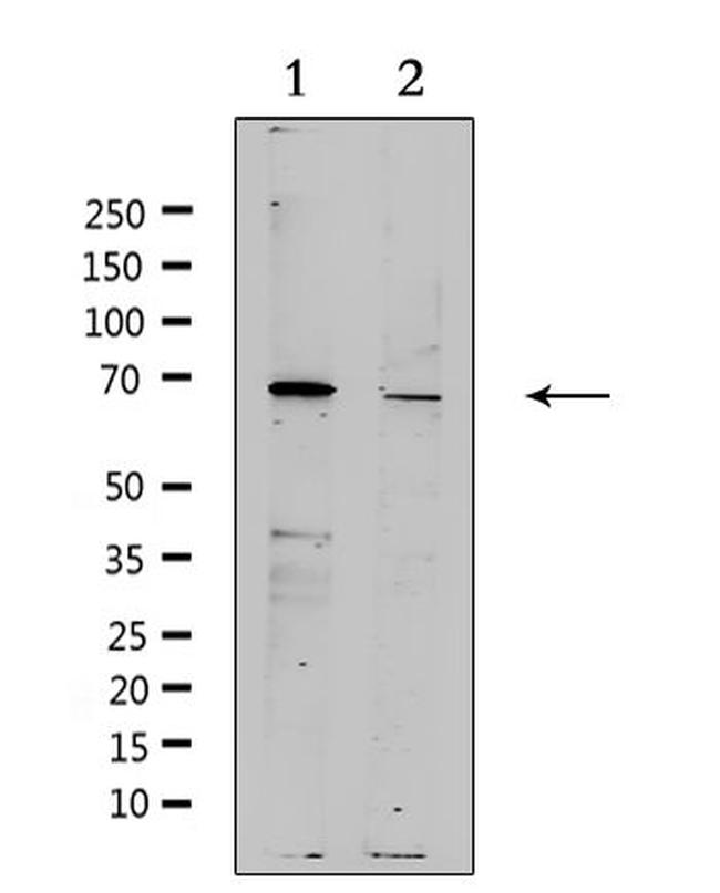 ZP4 Antibody in Western Blot (WB)