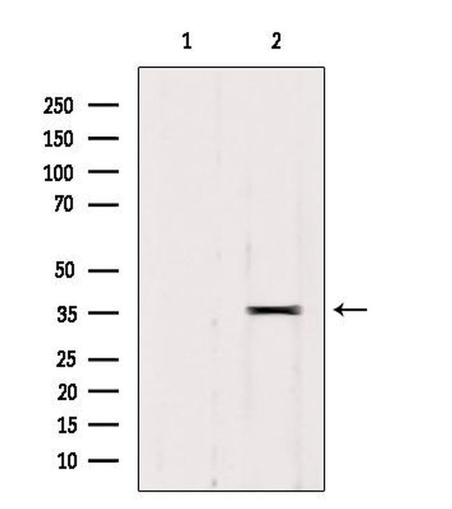 RALY Antibody in Western Blot (WB)