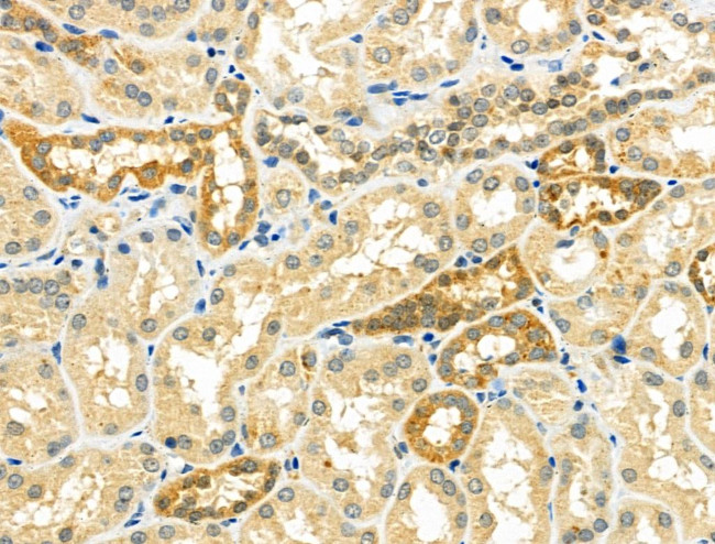 NDFIP1 Antibody in Immunohistochemistry (Paraffin) (IHC (P))