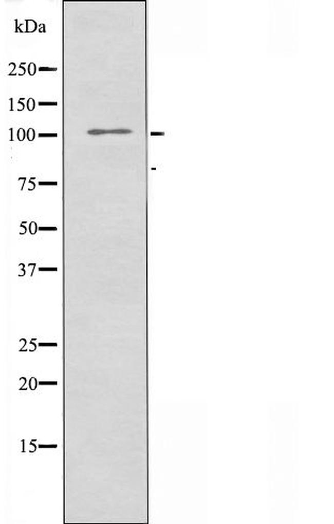 MERTK Antibody in Western Blot (WB)