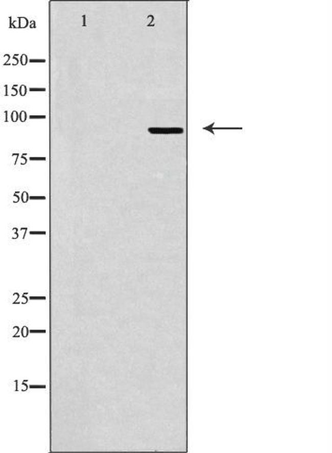 MCPH1 Antibody in Western Blot (WB)