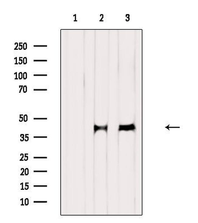 RUNX3 Antibody in Western Blot (WB)