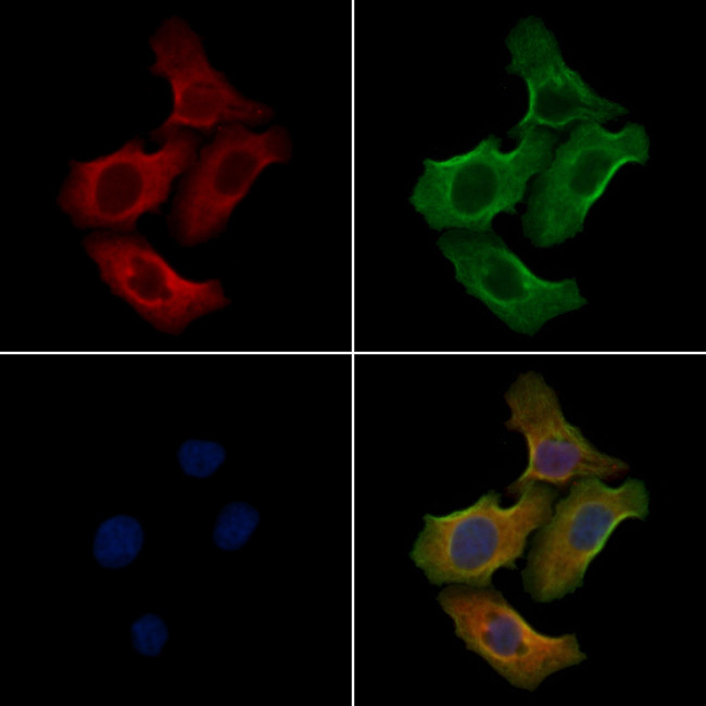 Follistatin Antibody in Immunocytochemistry (ICC/IF)