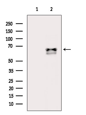 Follistatin Antibody in Western Blot (WB)