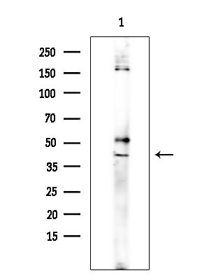 ADORA3 Antibody in Western Blot (WB)