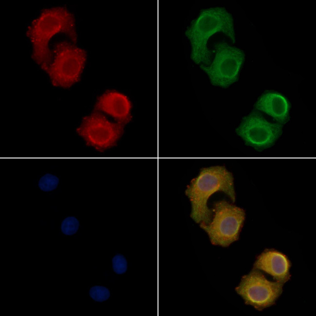 PTGER3 Antibody in Immunocytochemistry (ICC/IF)