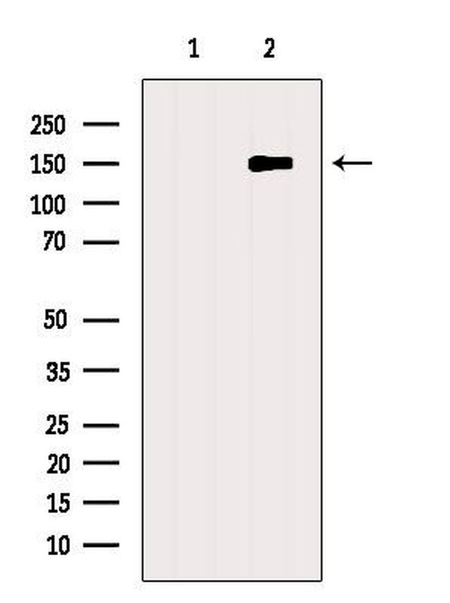 GPR116 Antibody in Western Blot (WB)