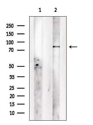 GPR149 Antibody in Western Blot (WB)