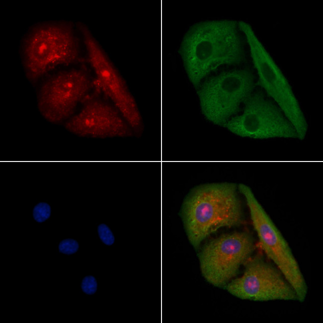 LGR6 Antibody in Immunocytochemistry (ICC/IF)