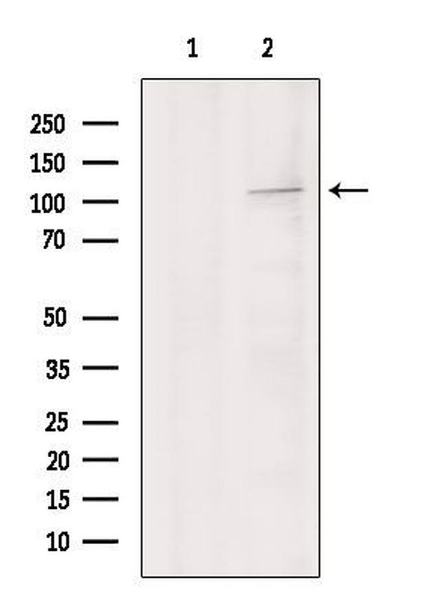 LGR6 Antibody in Western Blot (WB)