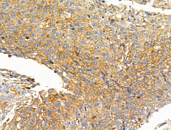 NPY2R Antibody in Immunohistochemistry (Paraffin) (IHC (P))