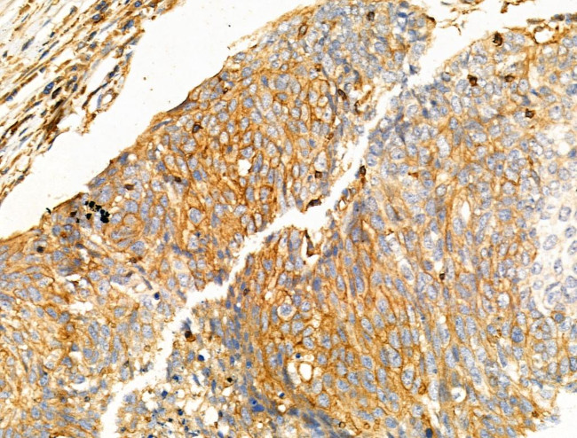 NPY2R Antibody in Immunohistochemistry (Paraffin) (IHC (P))