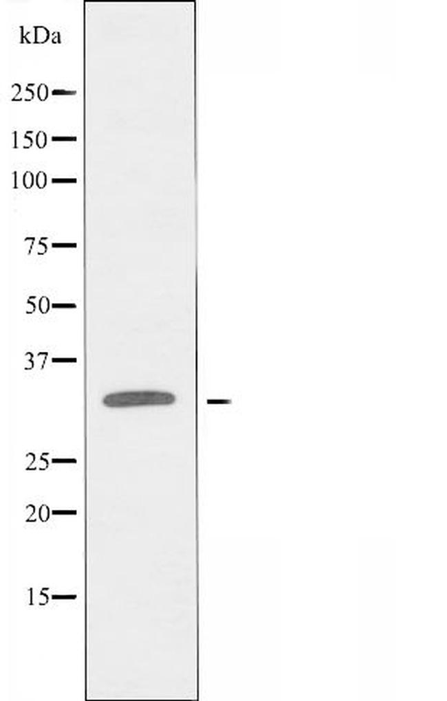 OR10AG1 Antibody in Western Blot (WB)