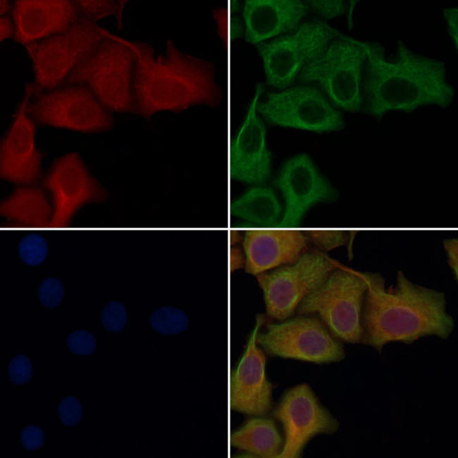 OR13C3 Antibody in Immunocytochemistry (ICC/IF)