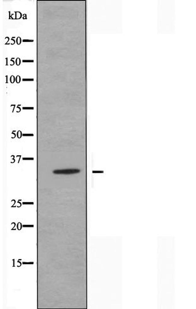 OR13C3 Antibody in Western Blot (WB)