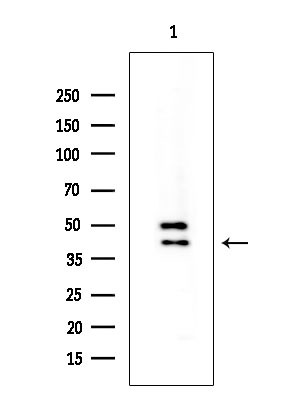 OR2AG1/OR2AG2 Antibody in Western Blot (WB)