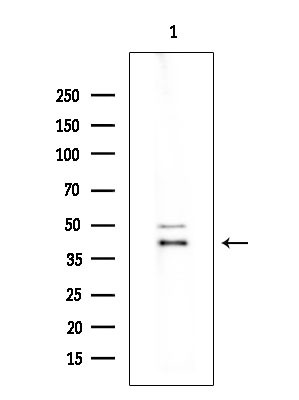 OR2AG1/OR2AG2 Antibody in Western Blot (WB)