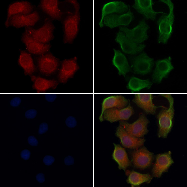 OR2T2/OR2T35 Antibody in Immunocytochemistry (ICC/IF)