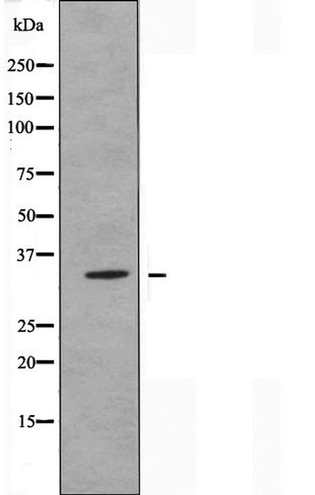 OR51G2 Antibody in Western Blot (WB)