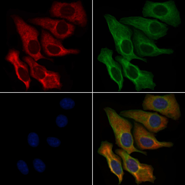 OLFR89 Antibody in Immunocytochemistry (ICC/IF)