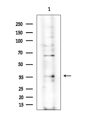 OLFR89 Antibody in Western Blot (WB)