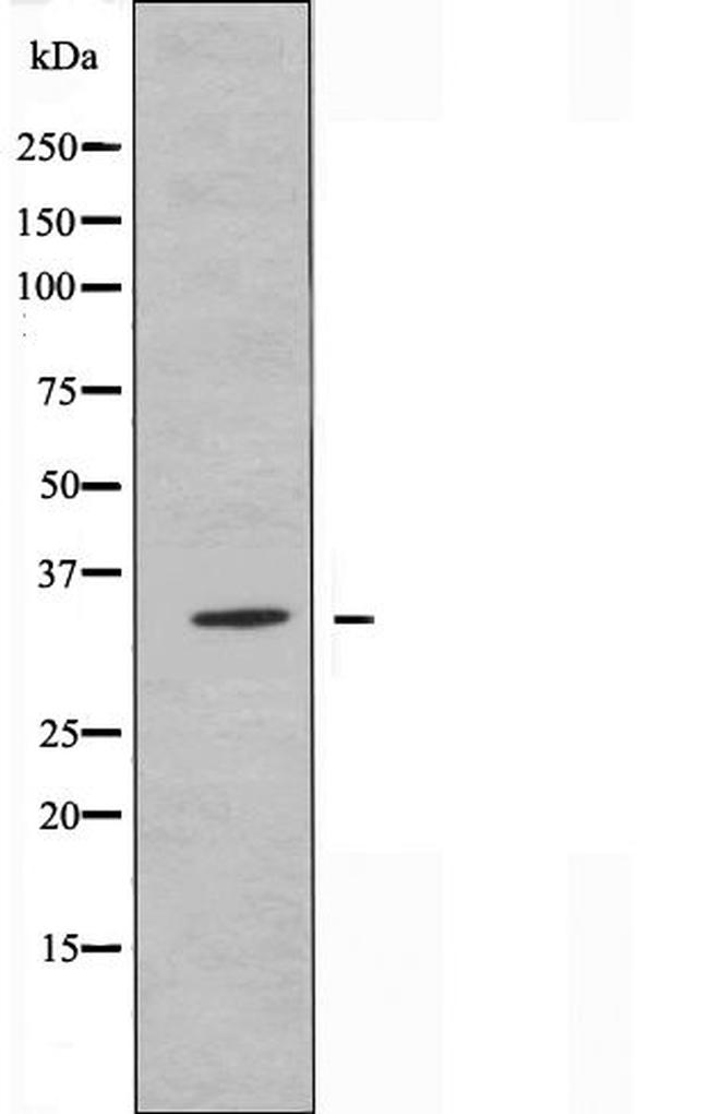 OR10A6 Antibody in Western Blot (WB)