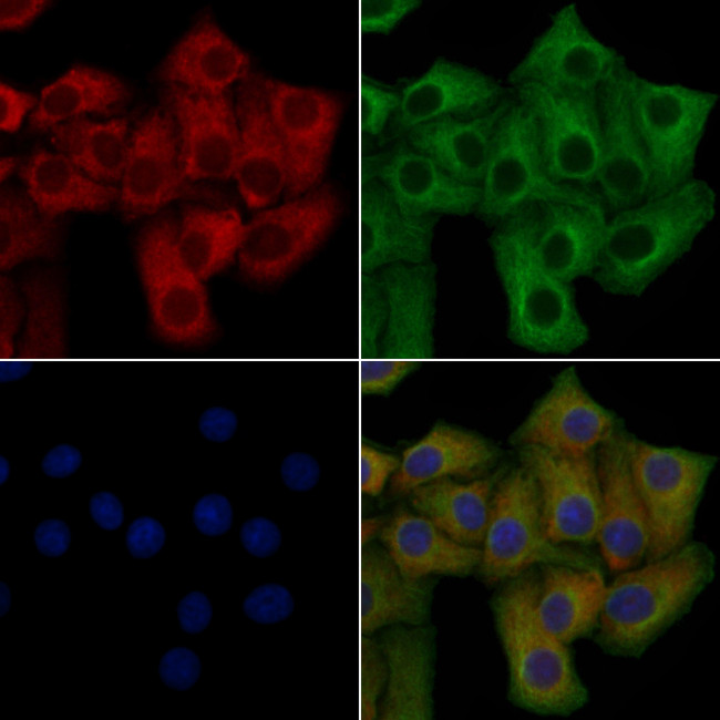 OR10T2 Antibody in Immunocytochemistry (ICC/IF)