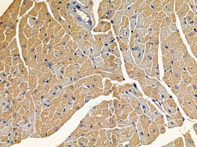 OR10T2 Antibody in Immunohistochemistry (Paraffin) (IHC (P))