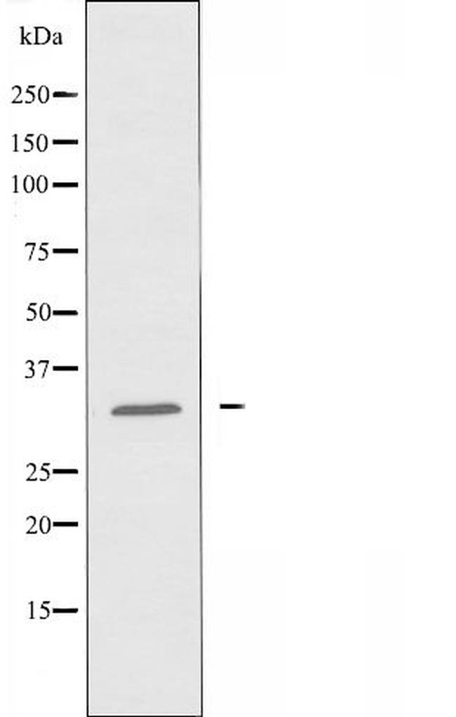 OR10T2 Antibody in Western Blot (WB)