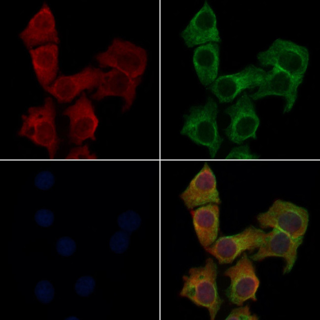 OR13F1 Antibody in Immunocytochemistry (ICC/IF)