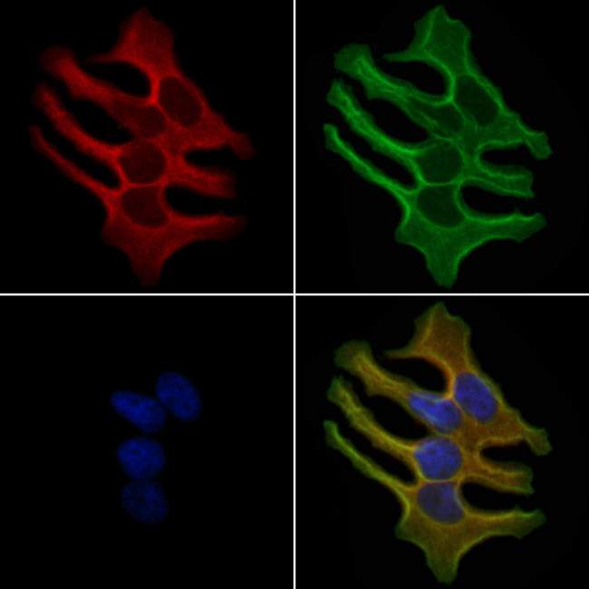 OR13G1 Antibody in Immunocytochemistry (ICC/IF)