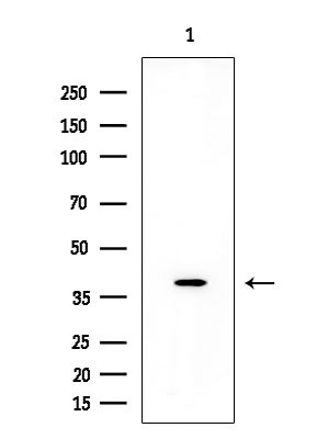 OR2A4/OR2A7 Antibody in Western Blot (WB)