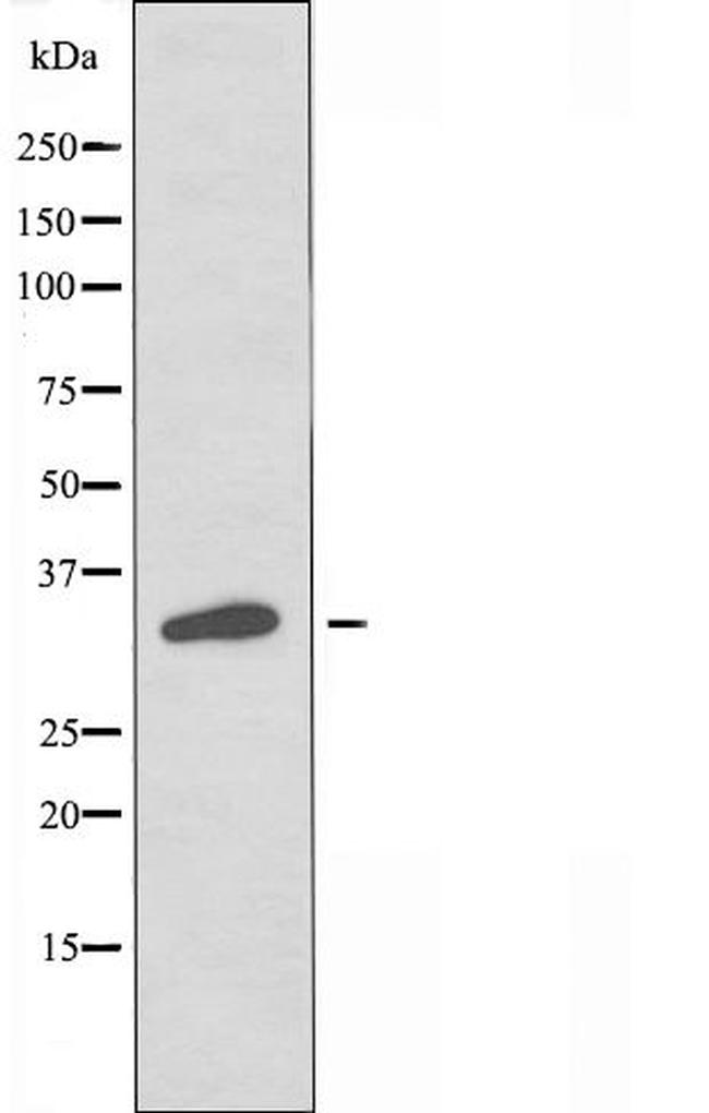 OR2G2 Antibody in Western Blot (WB)