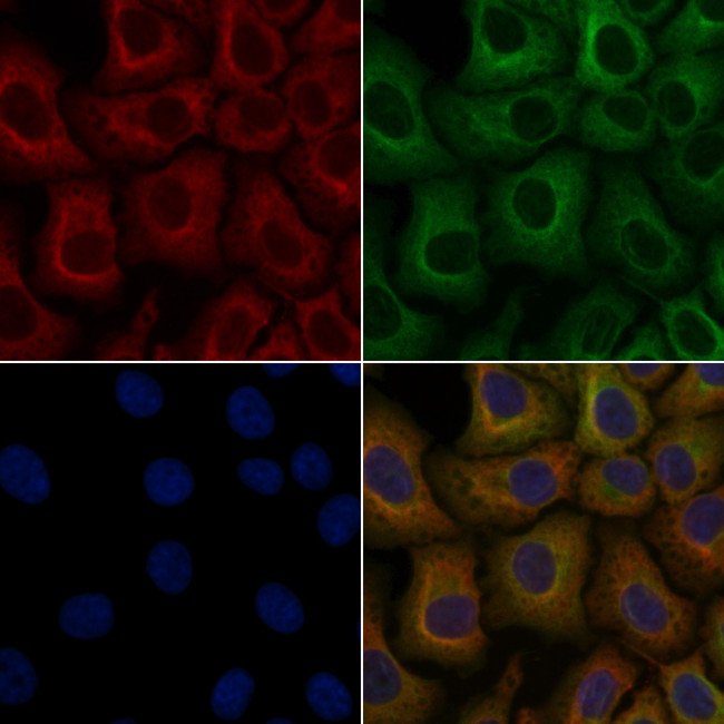 OR2T1 Antibody in Immunocytochemistry (ICC/IF)